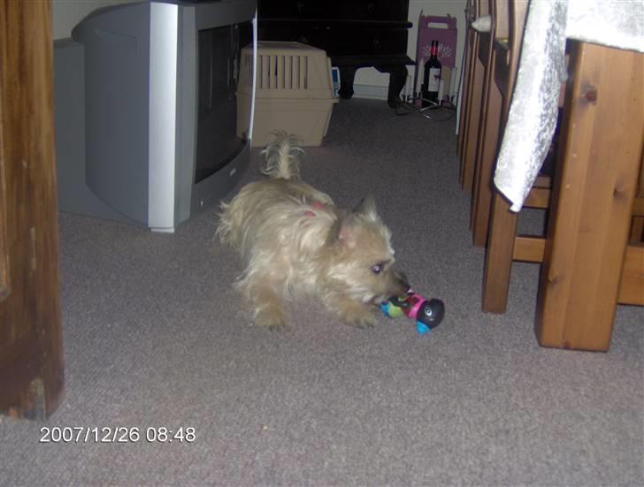 Cairn terrier mille - jeg leger med mit pibedyr!!!! billede 4