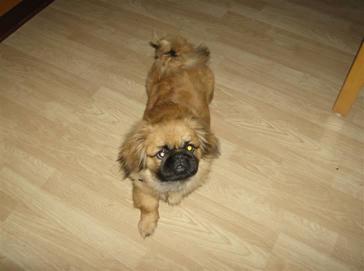Pekingeser pjevs billede 1