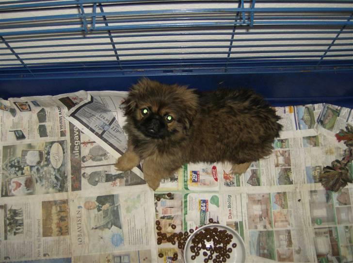 Pekingeser pjevs - har lige sov billede 3