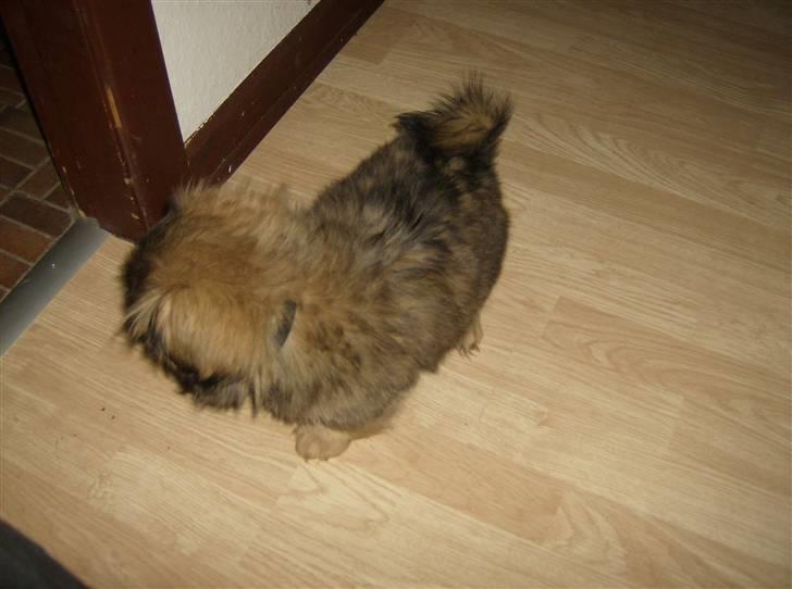 Pekingeser pjevs - kikker lige lidt  billede 4