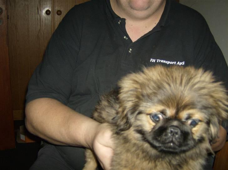 Pekingeser pjevs - sidder med far billede 5