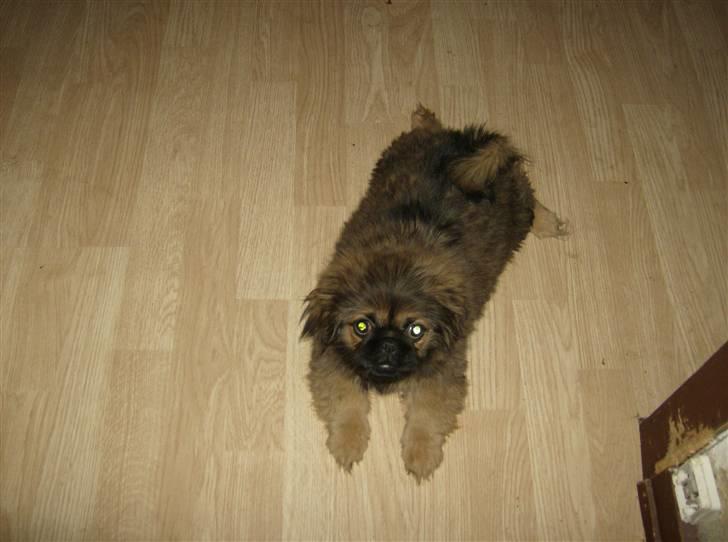 Pekingeser pjevs - skal jeg lege lidt med dig  billede 6