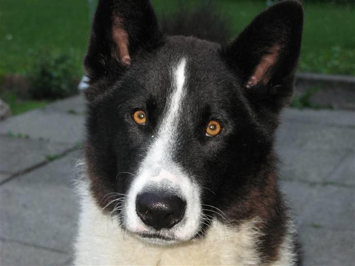 Karelsk bjørnehund CATTO billede 1