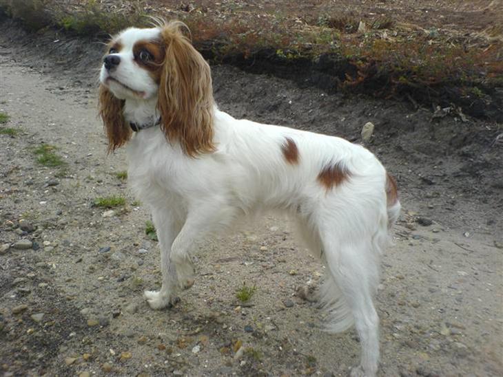 {{currentPhoto.altText}} billede {{currentPhoto.number}}