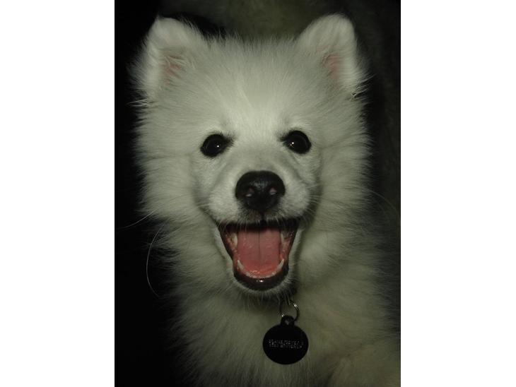 {{currentPhoto.altText}} billede {{currentPhoto.number}}