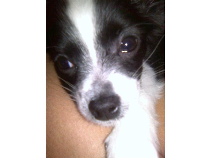 {{currentPhoto.altText}} billede {{currentPhoto.number}}