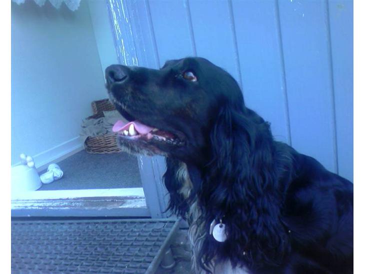 {{currentPhoto.altText}} billede {{currentPhoto.number}}