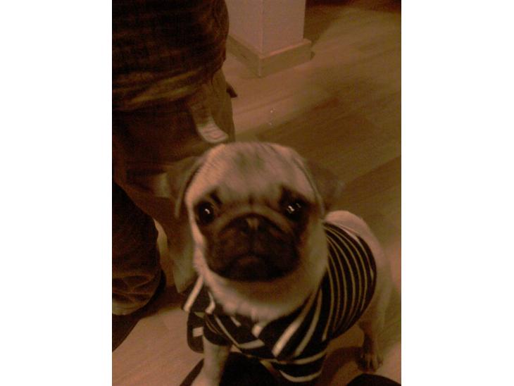 {{currentPhoto.altText}} billede {{currentPhoto.number}}