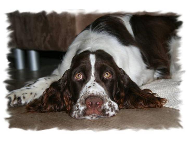 Engelsk springer spaniel Monty billede 1