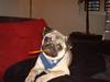 Mops Perle