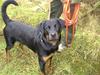 Rottweiler Shila (bøffen)