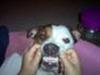 Amerikansk bulldog chanel