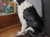 Border collie Eira (aflivet):O( [ Himmelhund]