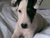 Jack russell terrier Felix