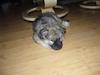 Eurasier Balules Dirty Dancer 
