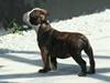 Olde english bulldogge *OSCAR*