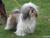 Lhasa apso COCIO VON MOISEN