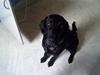 Flat coated retriever Freja