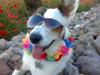 Welsh corgi cardigan Hanibal