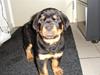 Rottweiler Tyson