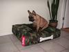 Fransk bulldog Caya