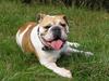 Engelsk bulldog Freja