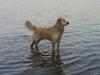 Golden retriever Peka's Rasmus :D