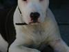 Amerikansk staffordshire terrier ronja