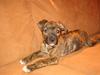 Amerikansk bulldog Dixie