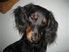 Dværggravhund Oscar