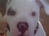 Amerikansk bulldog Topp Magic Manse R.I.P 