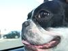 Fransk bulldog Fiona