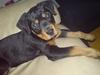 Rottweiler Maggi