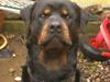 Rottweiler ANTON <3 R.I.P <3