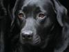 Labrador retriever Birdsong's X-Mas Noughty  [ Himmelhund]