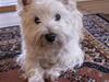 West highland white terrier Soffi
