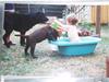 Labrador retriever Willi * aflivet :'( *