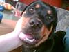 Rottweiler Tezza Rottweiler Tezza