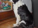 Border collie Eira (aflivet):O(