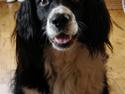 Blanding af racer viktor RIP 4/1-2011