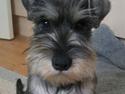 Dvaergschnauzer Cosinus