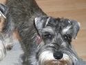 Dvaergschnauzer Ofelia