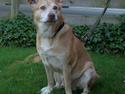 Australsk cattledog Buster