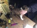 Basenji CarmenLita (fuji)