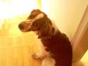 Welsh springer spaniel Simba