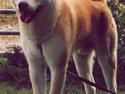 Akita inu Akkan of Tsuyoi Kuma Ken