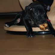 Blanding af racer Amstaff/Ambull/Lab-Balder