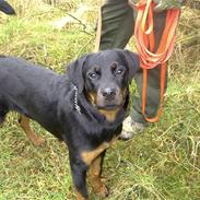 Rottweiler Shila (bøffen)