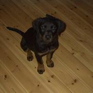 Rottweiler Shila (bøffen)