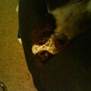 Field Trial spaniel Zenta